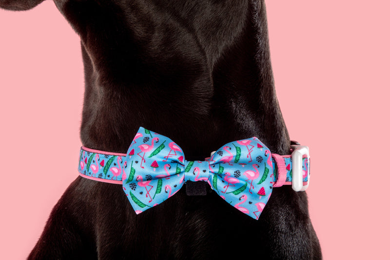 Dog Collar and Bow Tie Flocking Fabulous Flamingoes