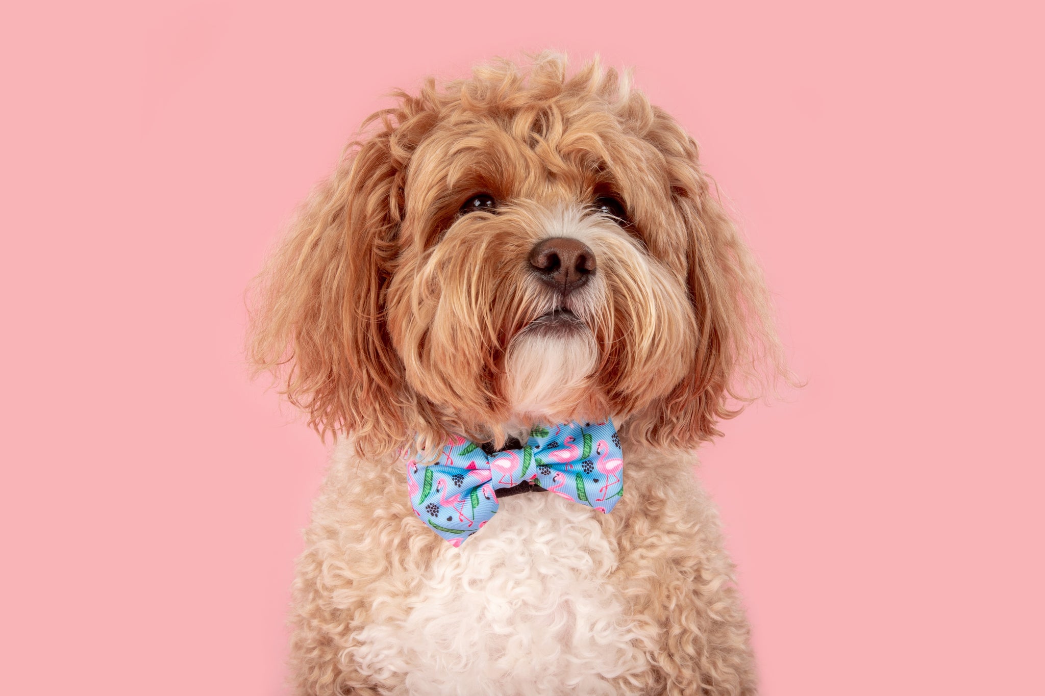 Dog Collar and Bow Tie Flocking Fabulous Flamingoes