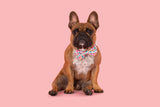 Dog Comfort Collar and Bow Tie Follow The Rainbow Rainbows Pink Sunshine Flowers Pastels Colourful Girl