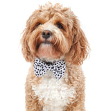 DOG COLLAR & BOW TIE: Gettin' Spotty With It {FINAL SALE}