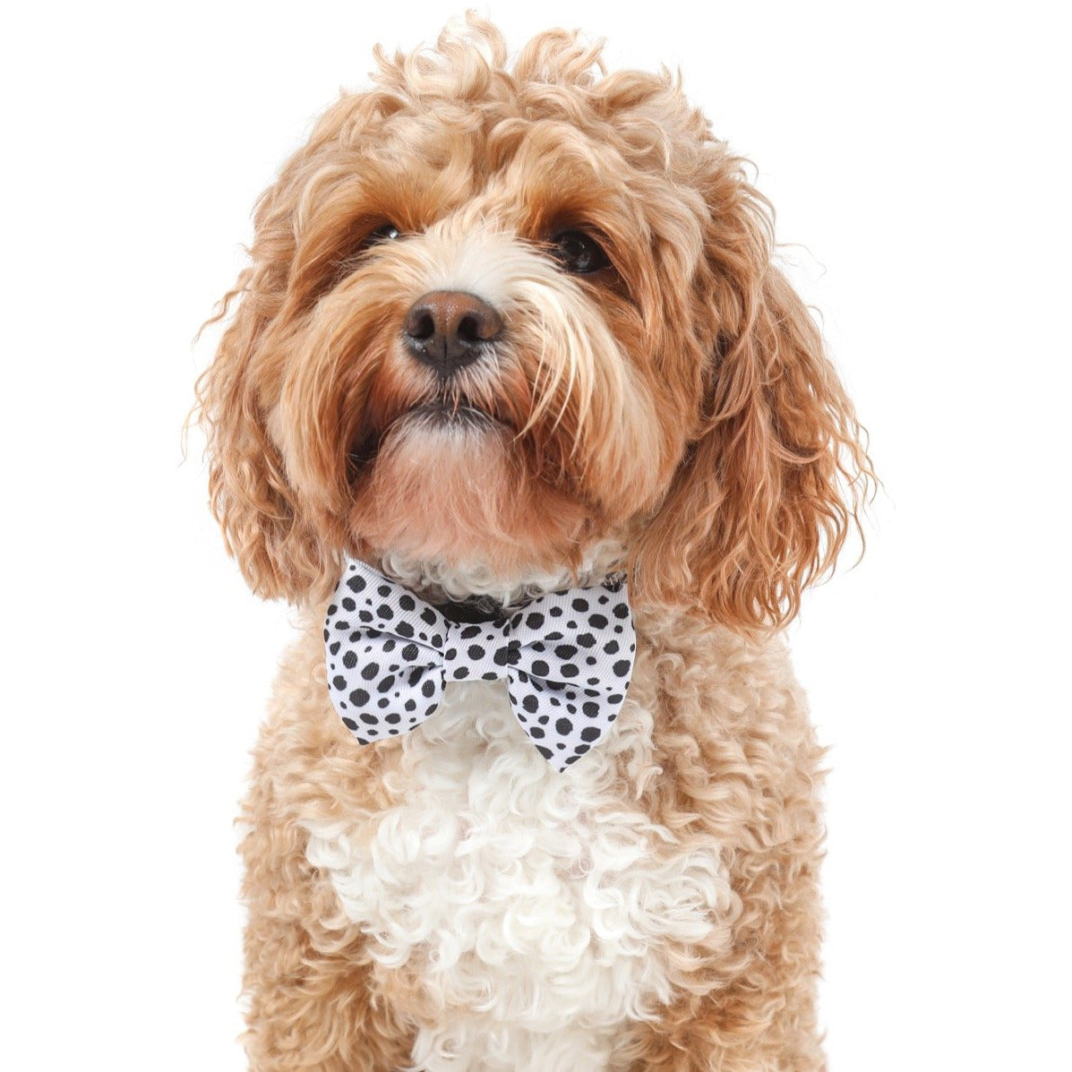 DOG COLLAR & BOW TIE: Gettin' Spotty With It {FINAL SALE}