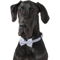 DOG COLLAR & BOW TIE: Gettin' Spotty With It {FINAL SALE}