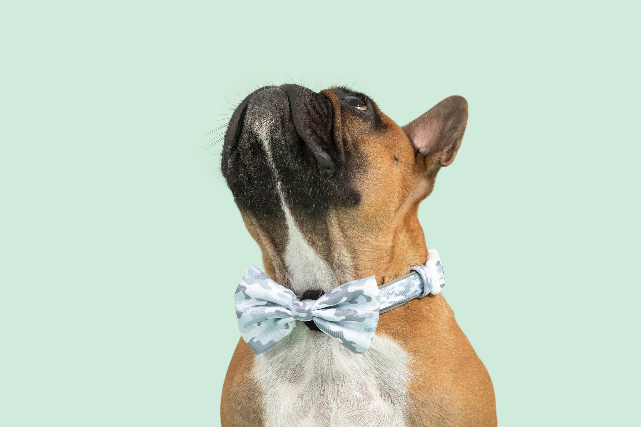 DOG COLLAR (+ BOW TIE option): Grey Camo