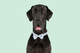 DOG COLLAR (+ BOW TIE option): Grey Camo