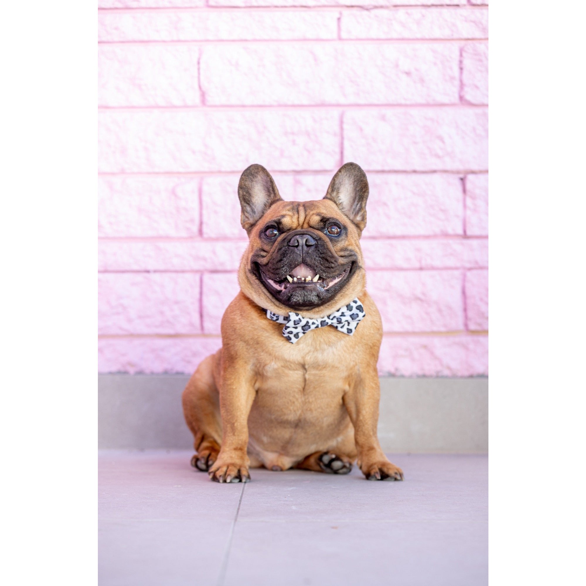 Dog Comfort Collar and Bow Tie Grey Leopard