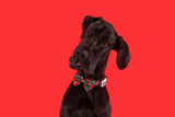 Dog Collar and Bow Tie Happy Holidays Plaid