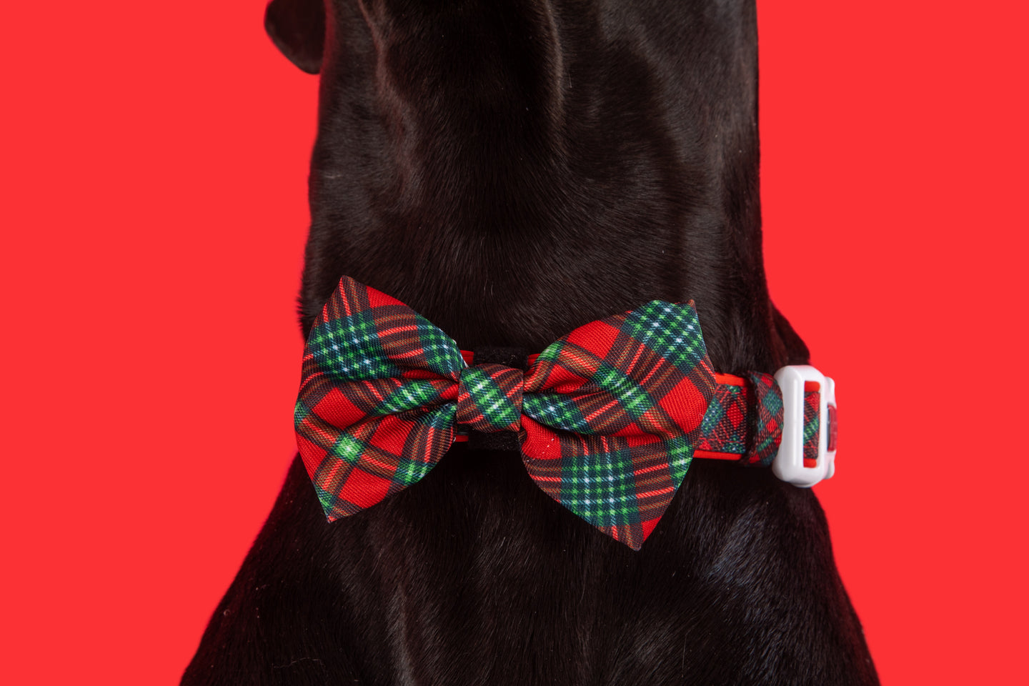 Dog Collar and Bow Tie Happy Holidays Plaid