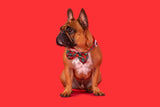 Dog Collar and Bow Tie Happy Holidays Plaid
