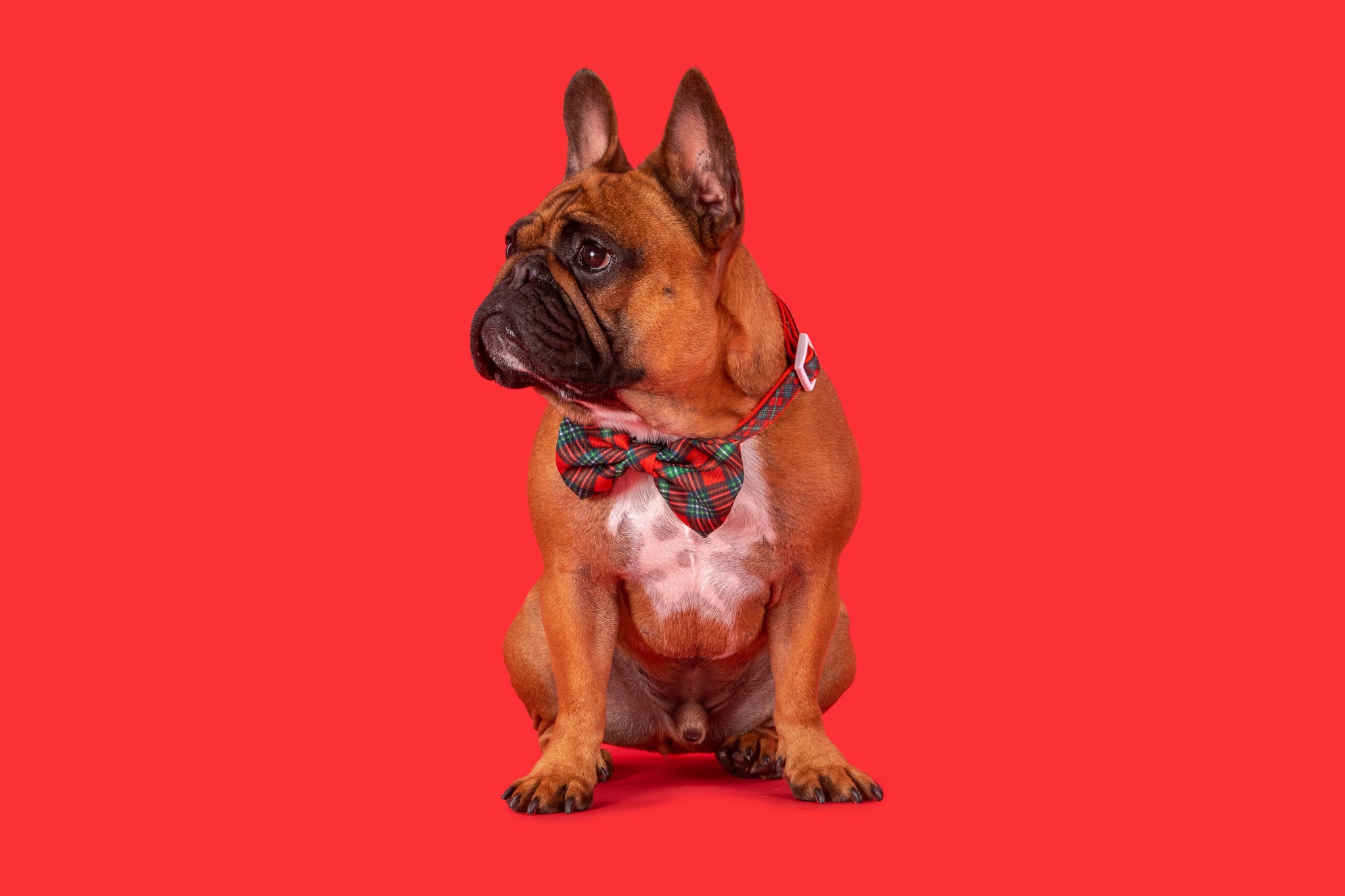 Dog Collar and Bow Tie Happy Holidays Plaid