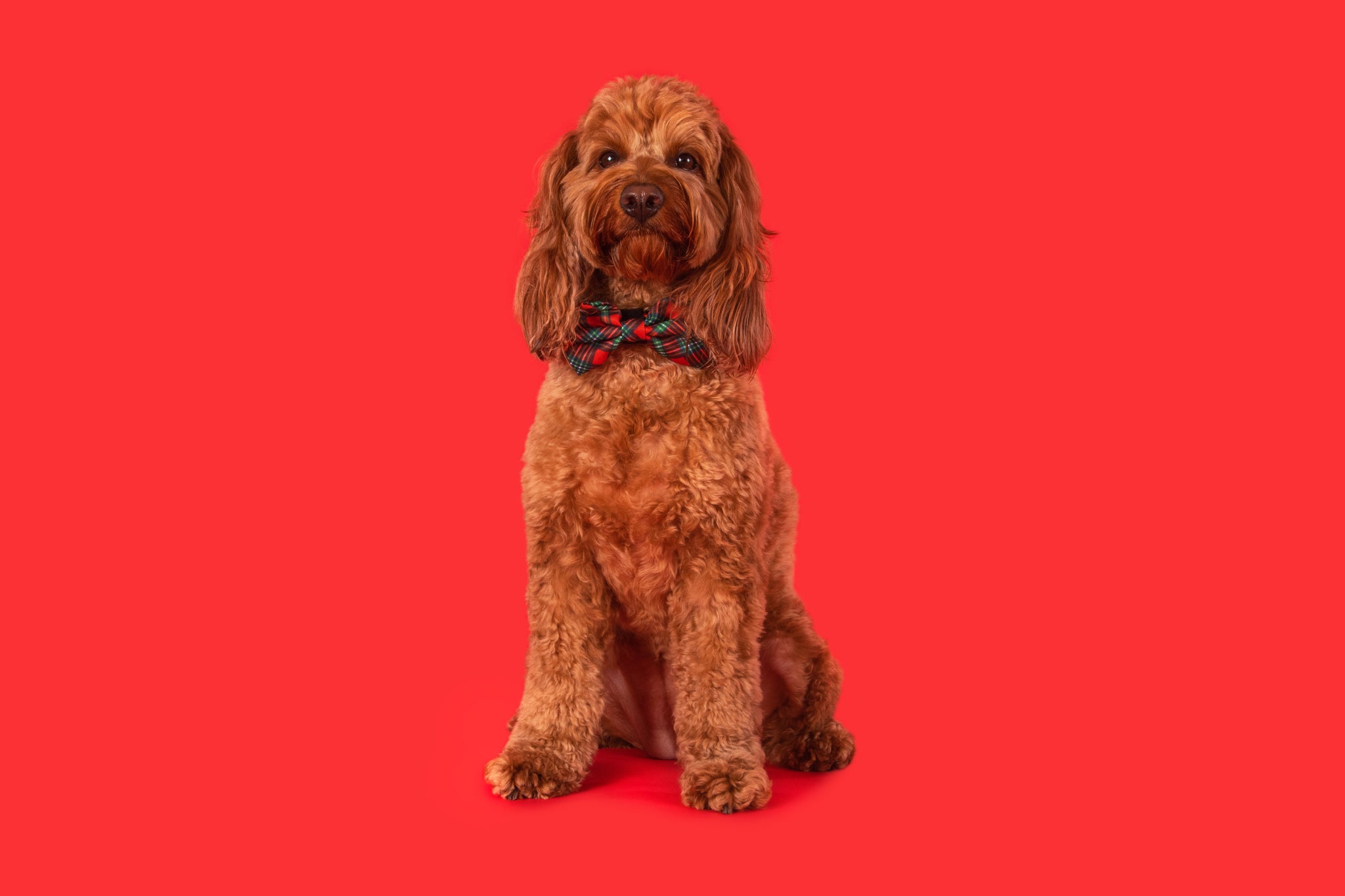 Dog Collar and Bow Tie Happy Holidays Plaid