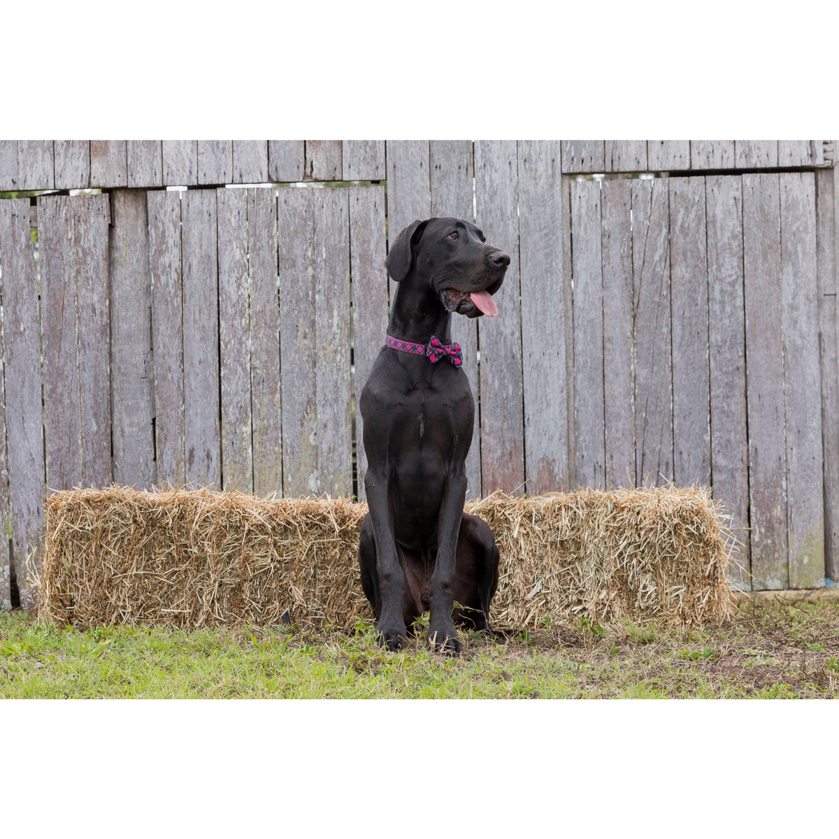 DOG COLLAR & BOW TIE: Her Plaid {FINAL SALE}