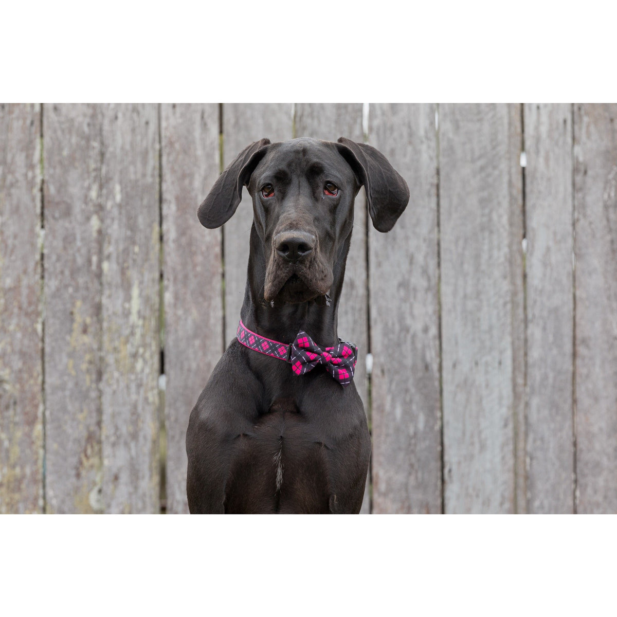 DOG COLLAR & BOW TIE: Her Plaid {FINAL SALE}