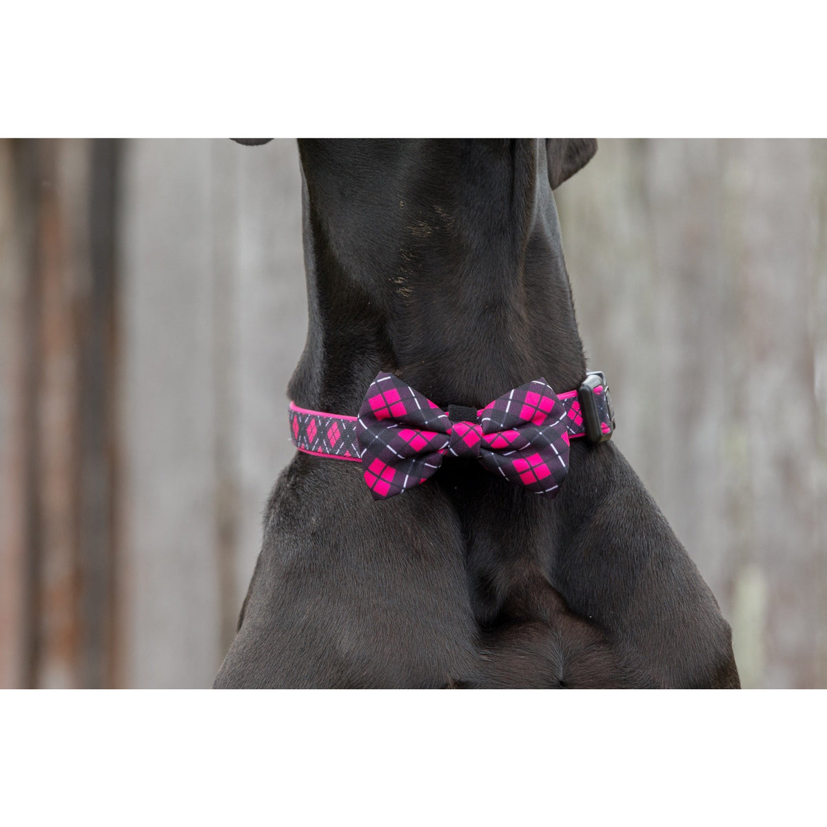 DOG COLLAR & BOW TIE: Her Plaid {FINAL SALE}