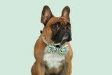 Dog Collar and Bow Tie Hey There Hop Stuff Easter Bunny Garden Carrot Eggs