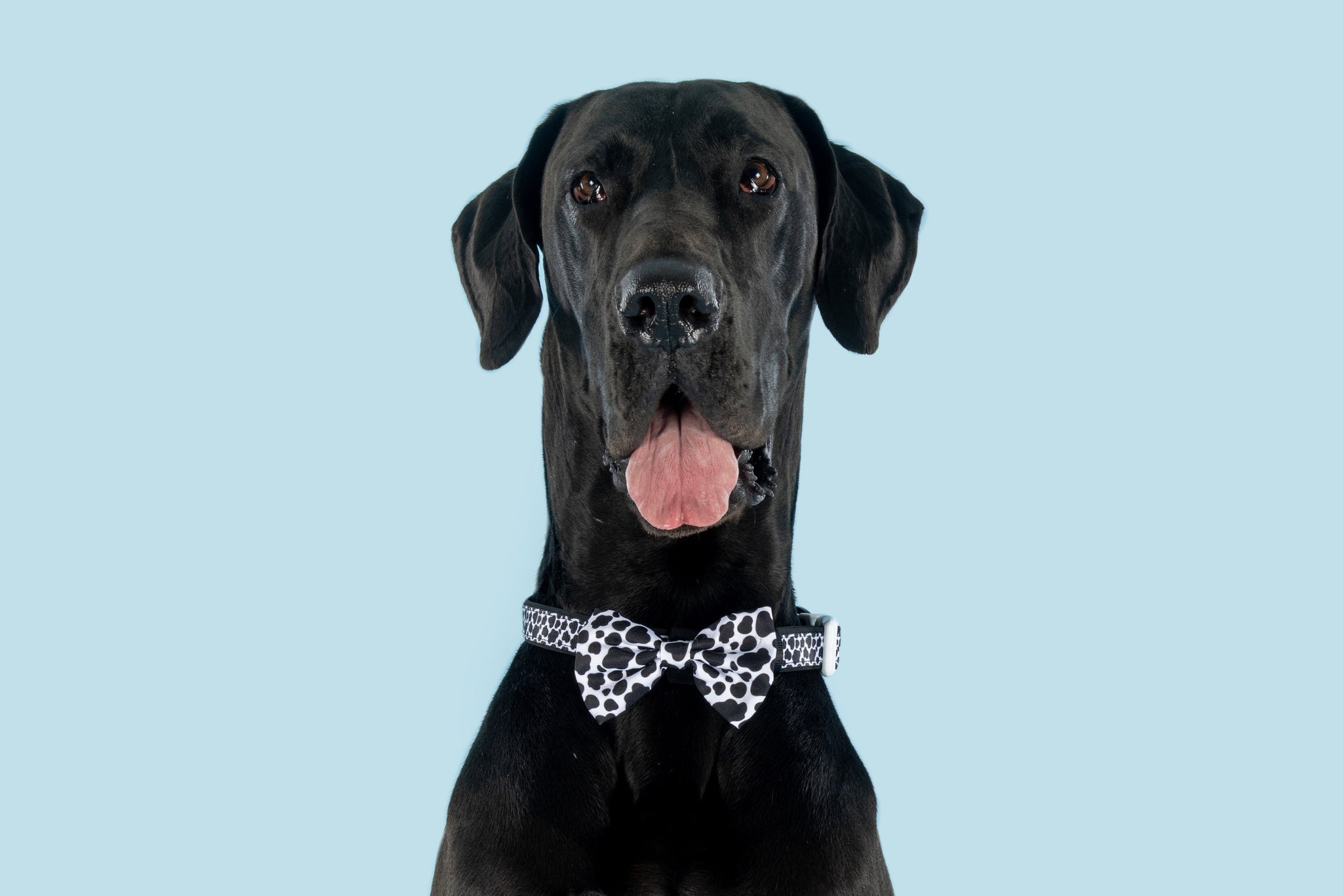 Dog Collar and Bow Tie I Udderly Adore You Cow Print