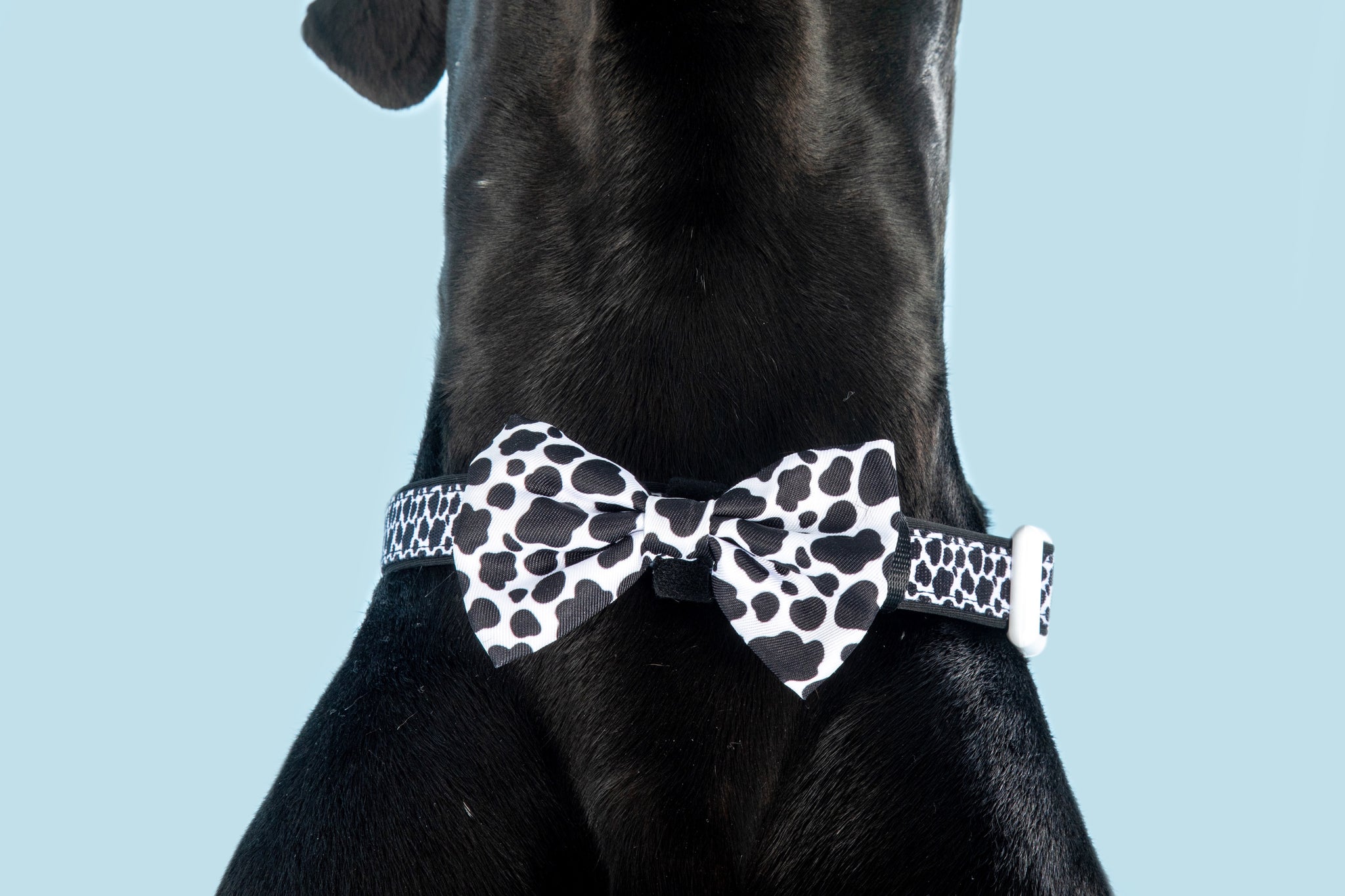 Dog Collar and Bow Tie I Udderly Adore You Cow Print