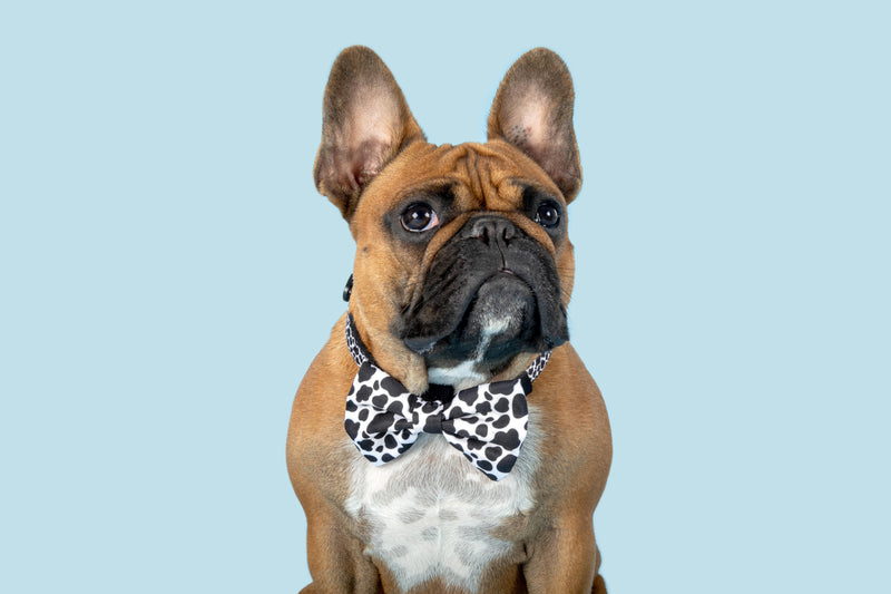 Dog Collar and Bow Tie I Udderly Adore You Cow Print