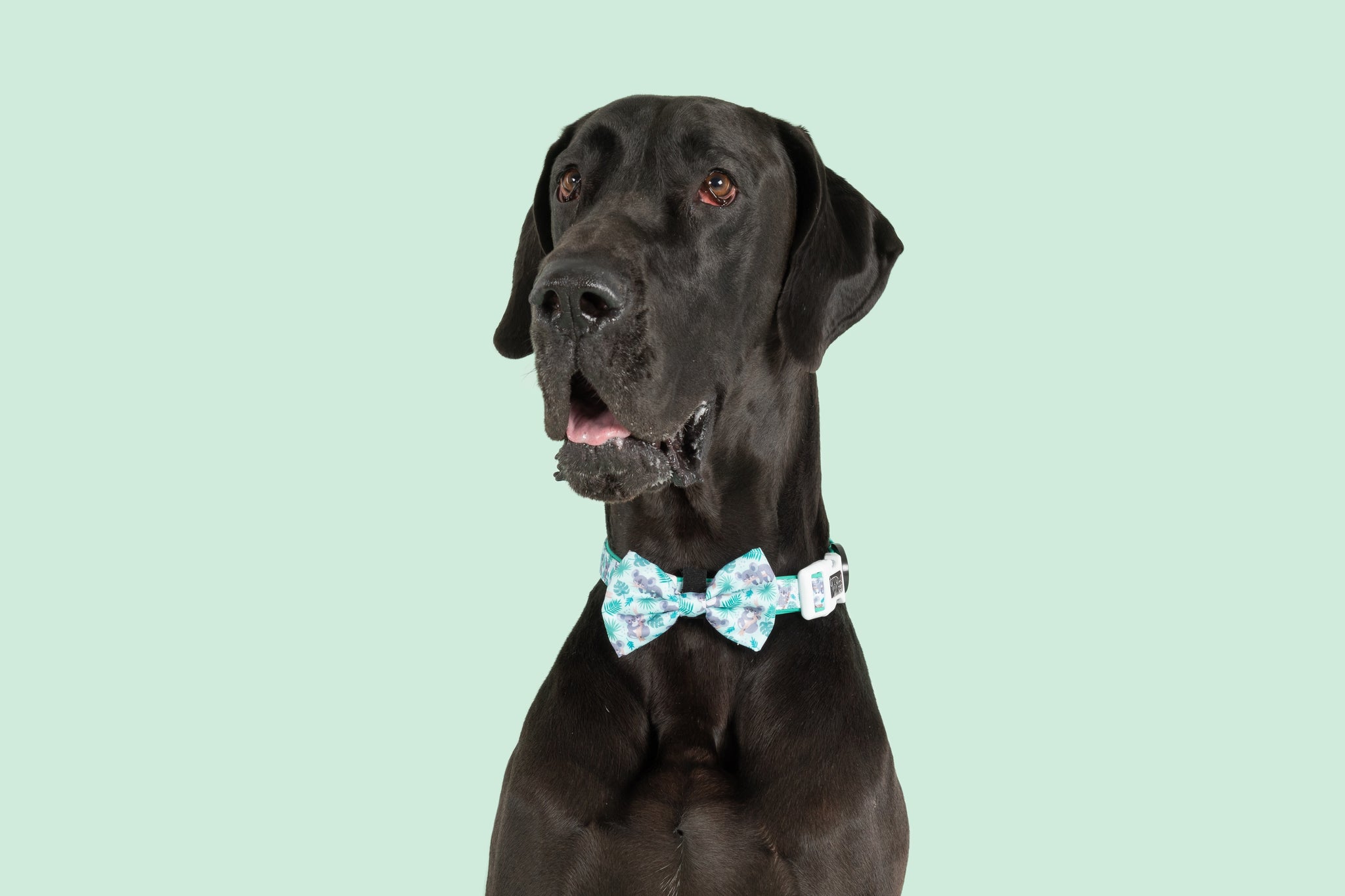 DOG COLLAR & BOW TIE: Koala-fied Tree Hugger {FINAL SALE}