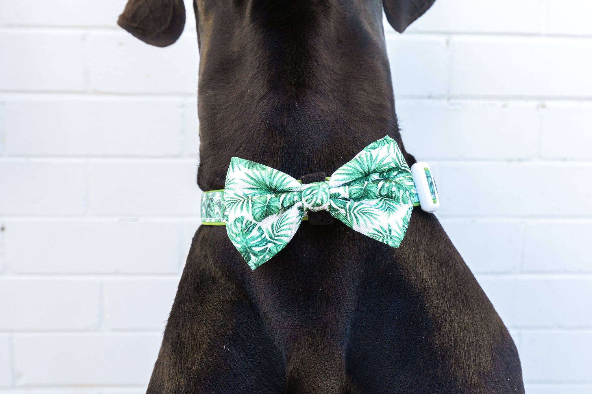 Dog Comfort Collar and Bow Tie Lost In Paradise Palms