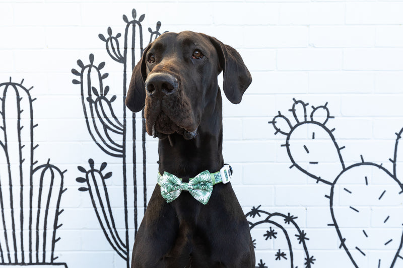 Dog Comfort Collar and Bow Tie Lost In Paradise Palms