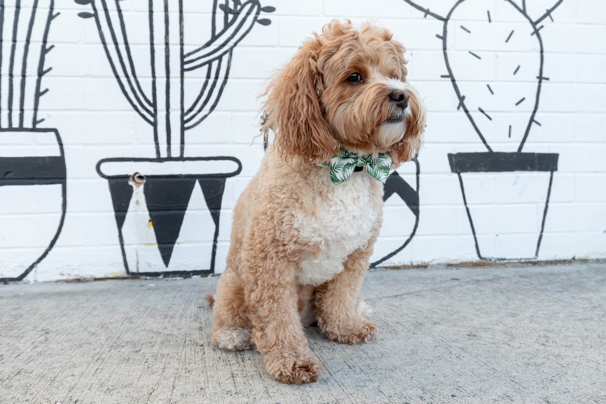 Dog Comfort Collar and Bow Tie Lost In Paradise Palms