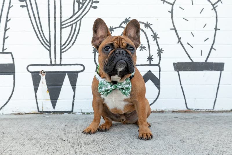 Dog Comfort Collar and Bow Tie Lost In Paradise Palms