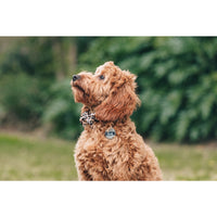 Dog Collar and Bow Tie Luxurious Leopard