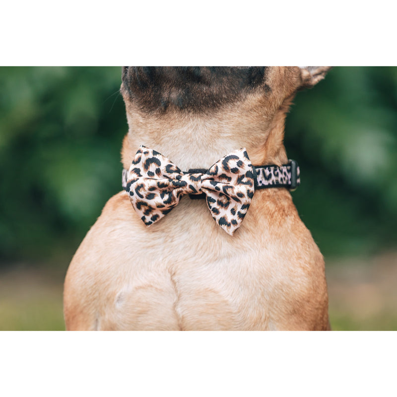 Dog Collar and Bow Tie Luxurious Leopard