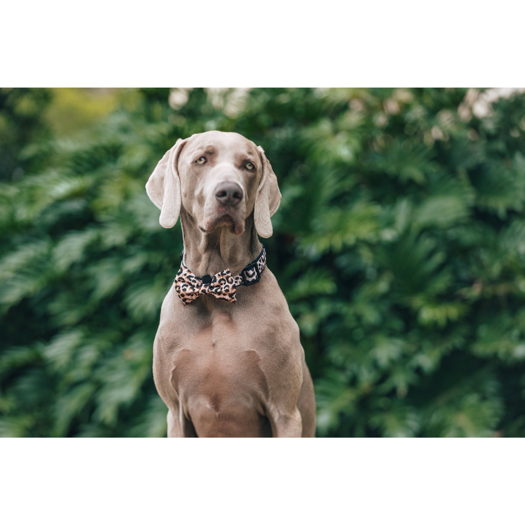 Dog Collar and Bow Tie Luxurious Leopard