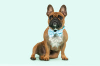 Dog Collar and Bow Time Mint Teal Green Blue Gingham