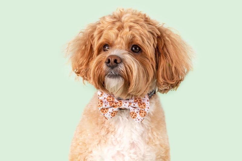 Dog Collar and Bow Tie One Cute Cookie