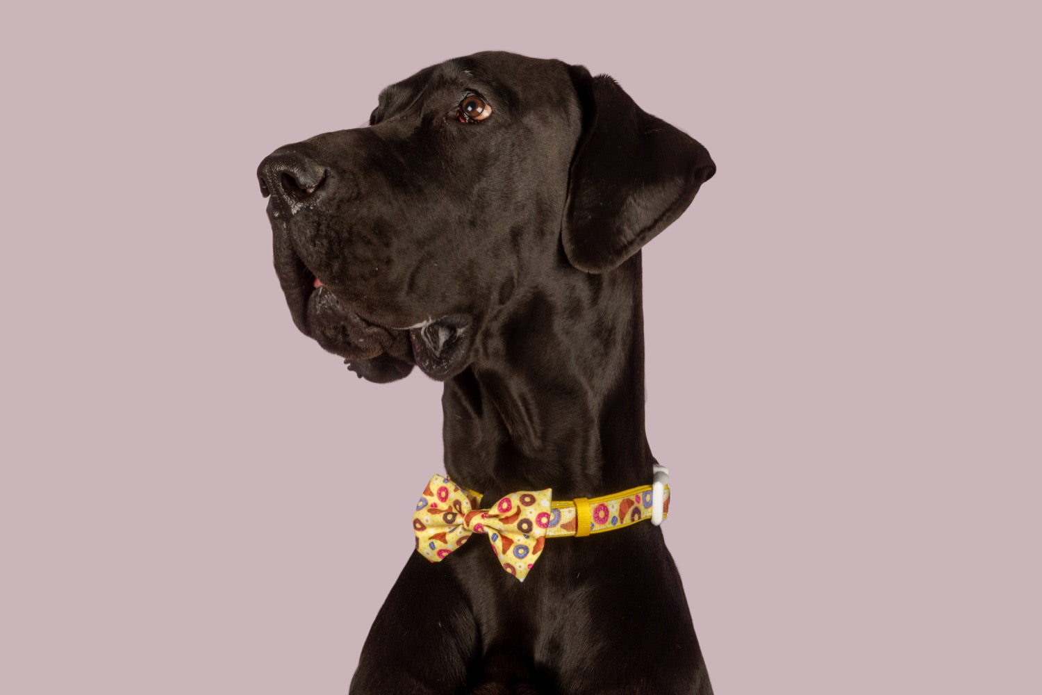 Dog Collar and Bow Tie Pastries in Paris