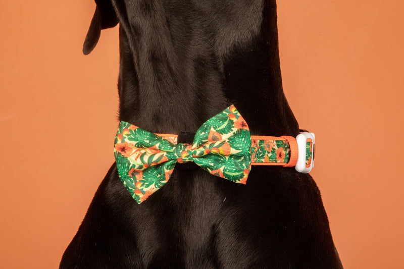 Dog Collar and Bow Tie Paw Paw Pawesome