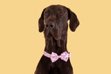 DOG COLLAR & BOW TIE: Piggin' Out {FINAL SALE}