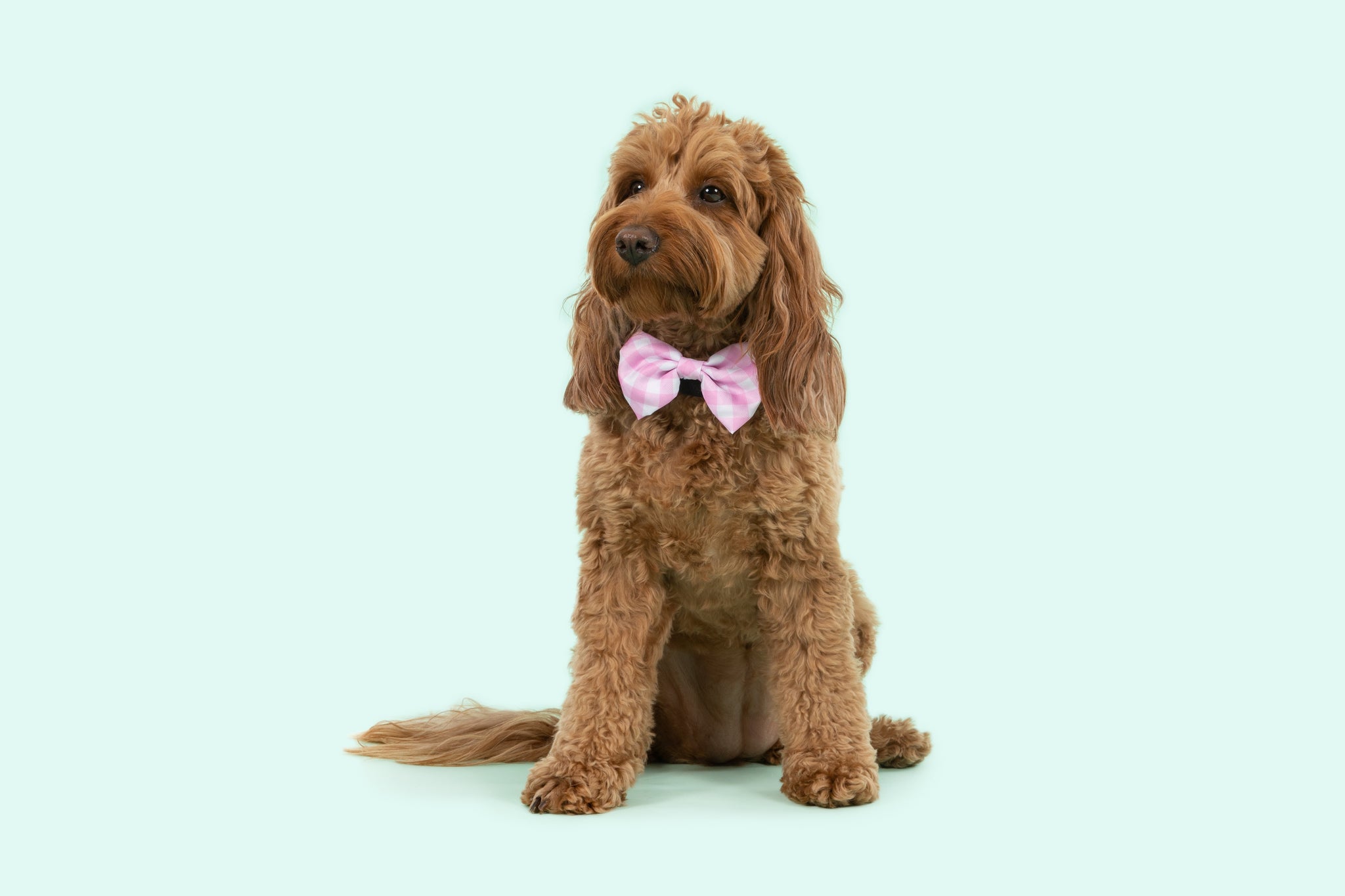 Dog Collar and Bow Time Pretty Pink Gingham