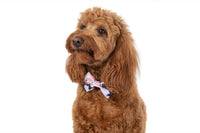 Dog Collar and Bow Tie Peach Splatter Terrazzo