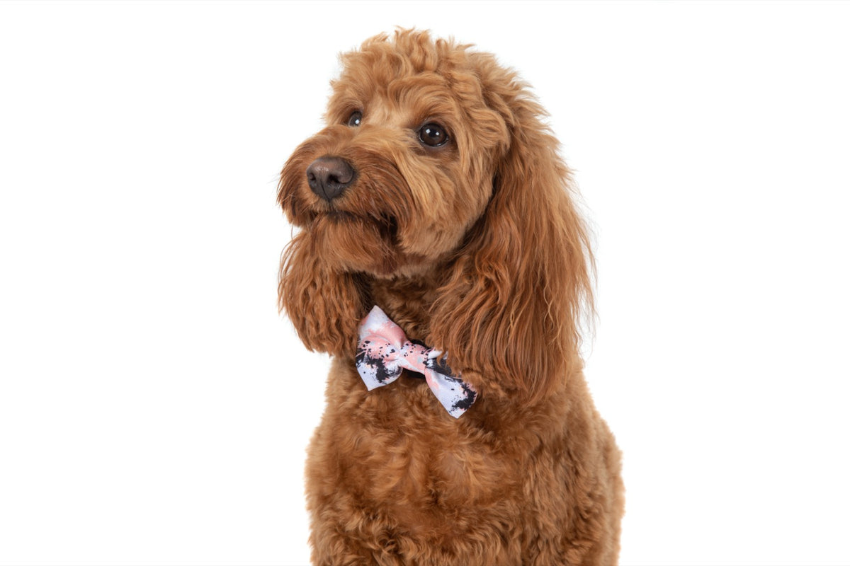 Dog Collar and Bow Tie Peach Splatter Terrazzo