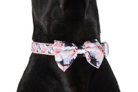 Dog Collar and Bow Tie Peach Splatter Terrazzo