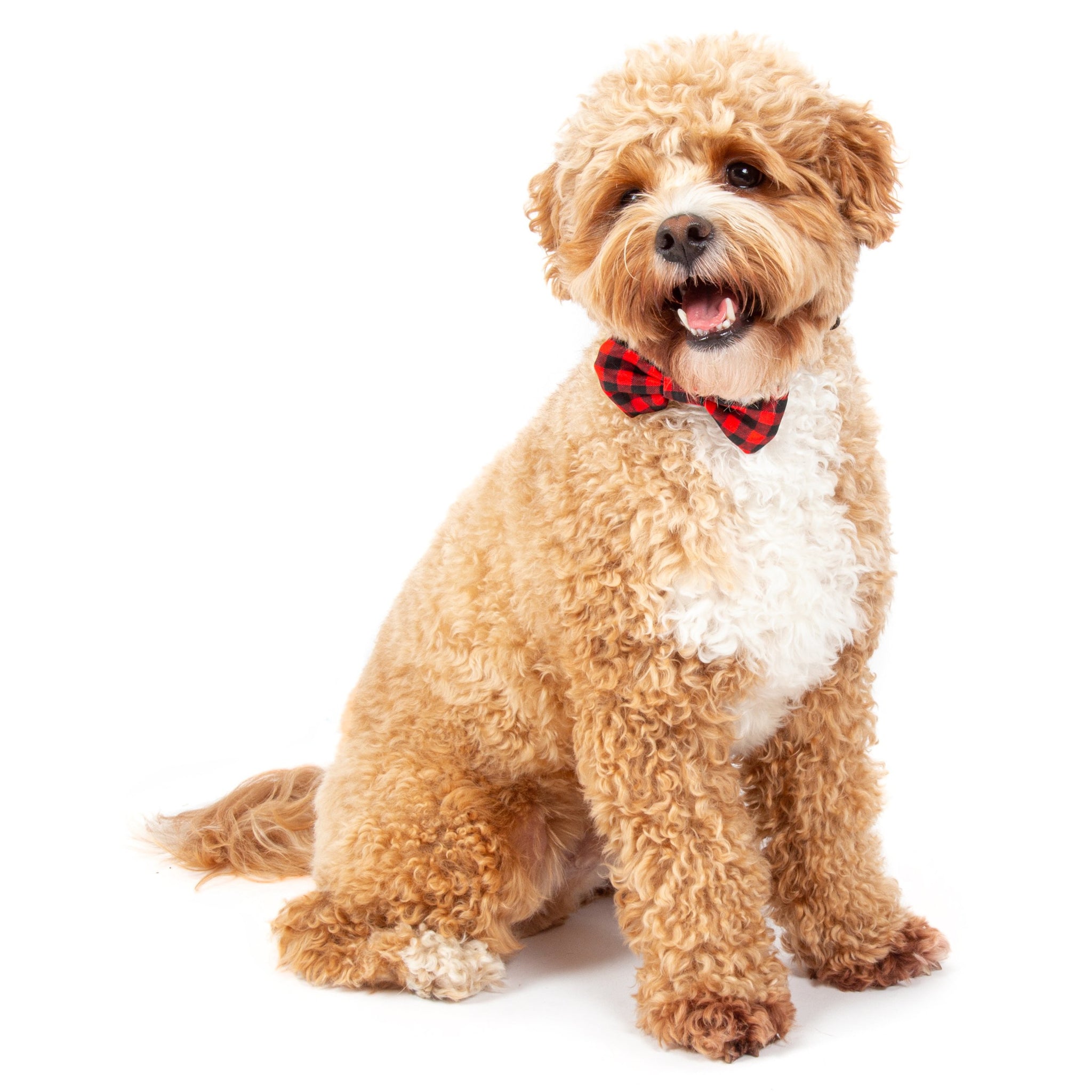 Dog Collar and Bow Tie Plaid to the Bone Red and Black Plaid