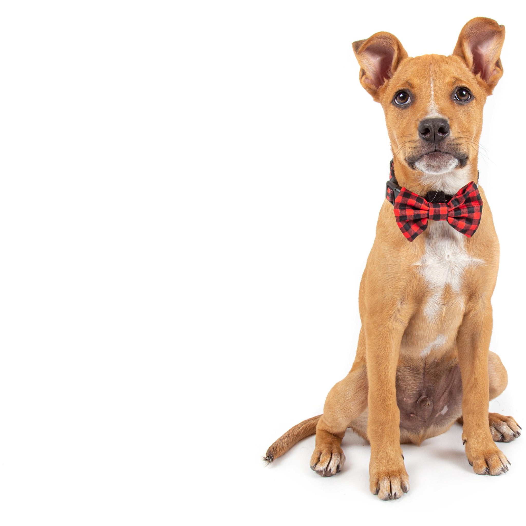 Dog Collar and Bow Tie Plaid to the Bone Red and Black Plaid