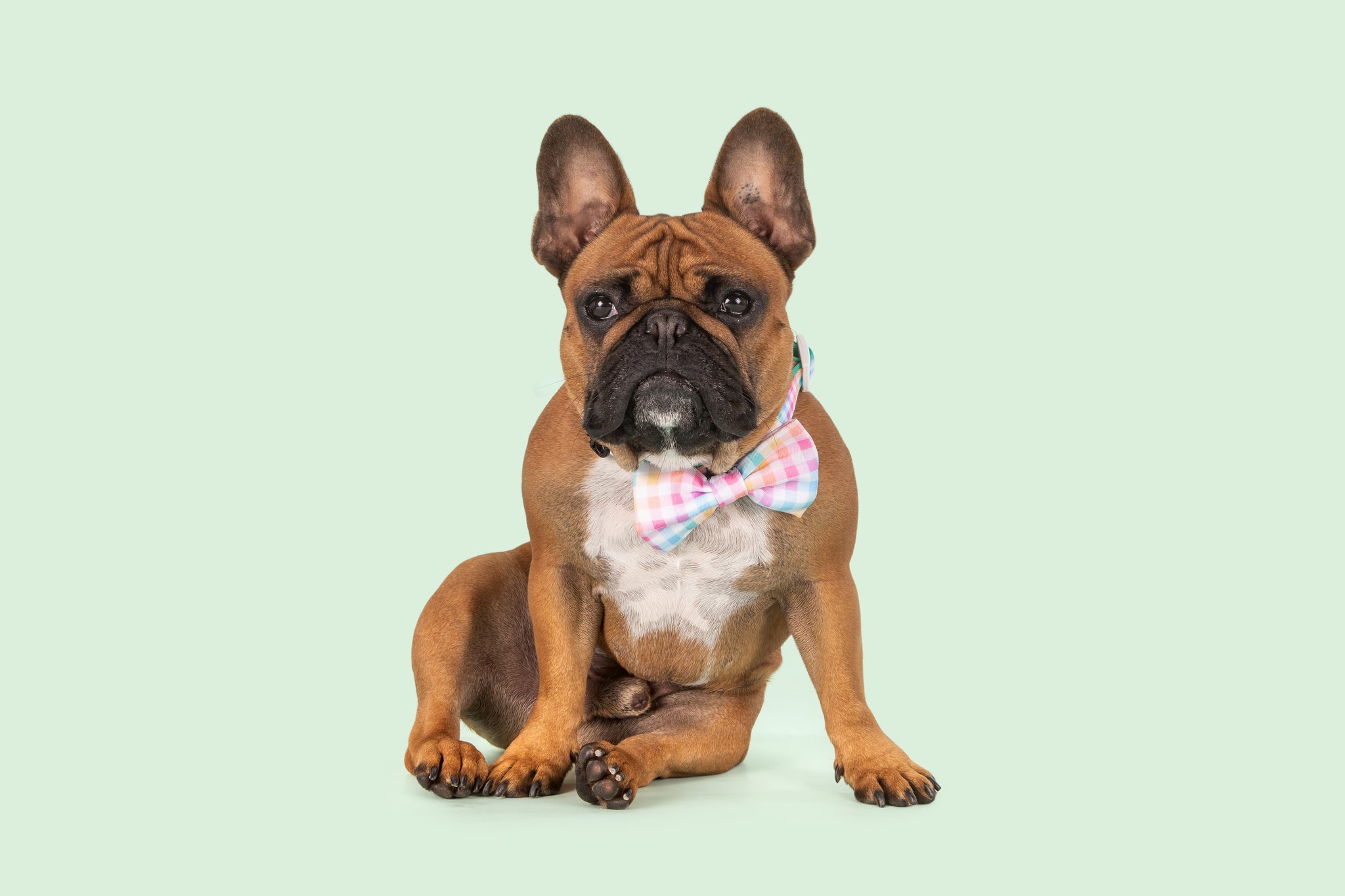 Dog Collar and Bow Tie Rainbow Gingham