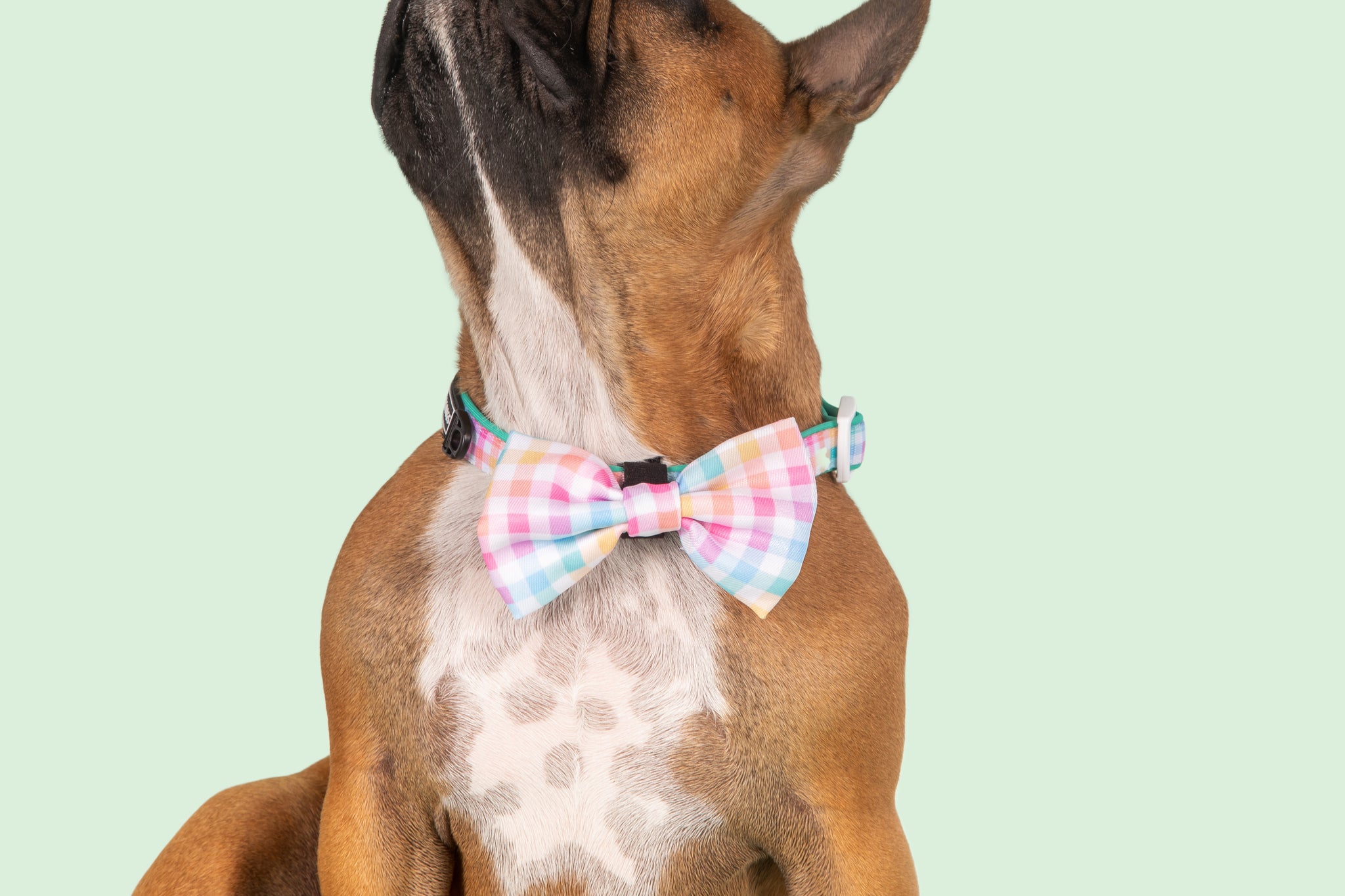 Dog Collar and Bow Tie Rainbow Gingham