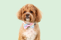 Dog Collar and Bow Tie Rainbow Gingham