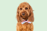 Dog Collar and Bow Tie Rainbow Gingham