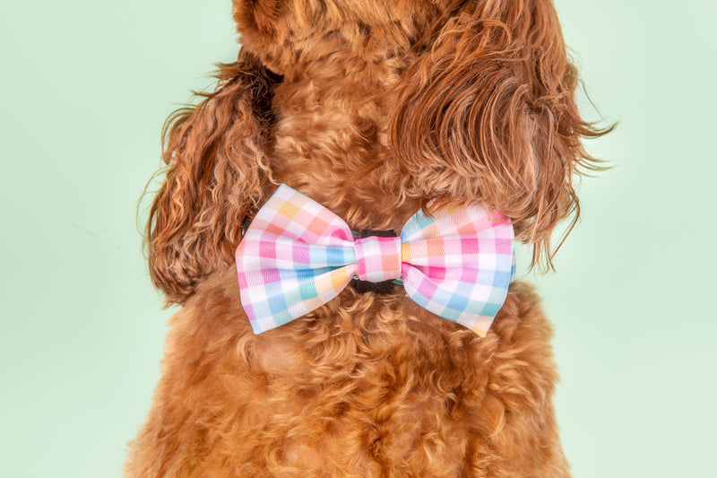Dog Collar and Bow Tie Rainbow Gingham