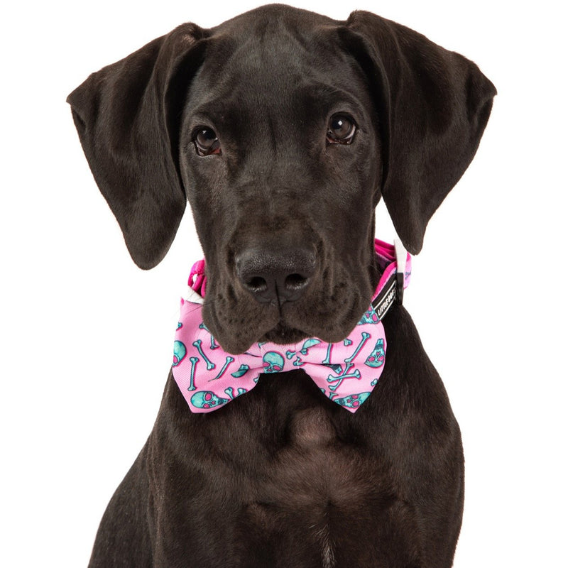 Dog Collar and Bow Tie Skull and Bones