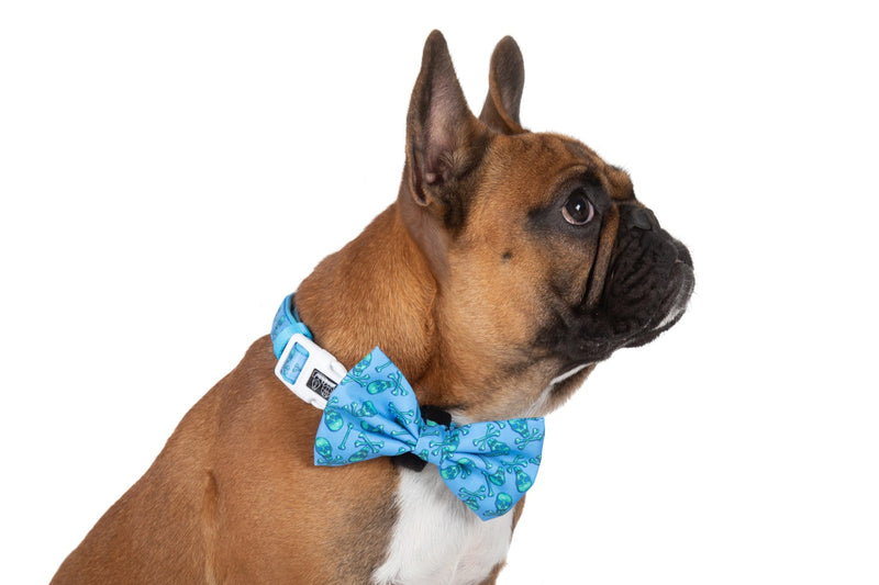 Dog Collar and Bow Tie Skull and Bones Blue Version
