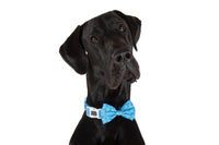 Dog Collar and Bow Tie Skull and Bones Blue Version