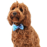 Dog Collar and Bow Tie Snakeskin