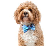 Dog Collar and Bow Tie Snakeskin